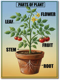 Parts of Plant I Plant Parts Name I Kindergarten I Play I School I LKG & UKG I Paper Poster Sticker