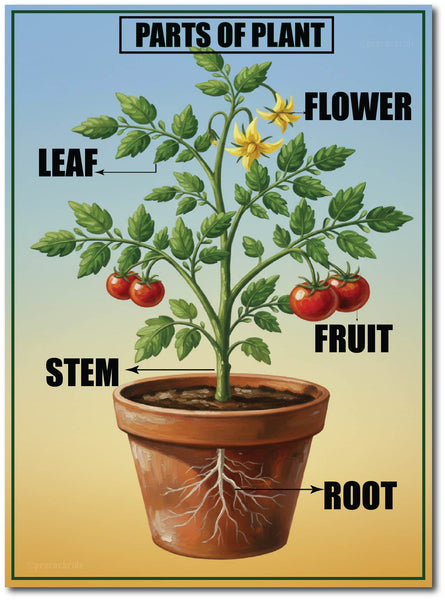 Parts of Plant I Plant Parts Name I Kindergarten I Play I School I LKG & UKG I Paper Poster Sticker