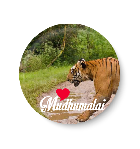 Mudhumalai