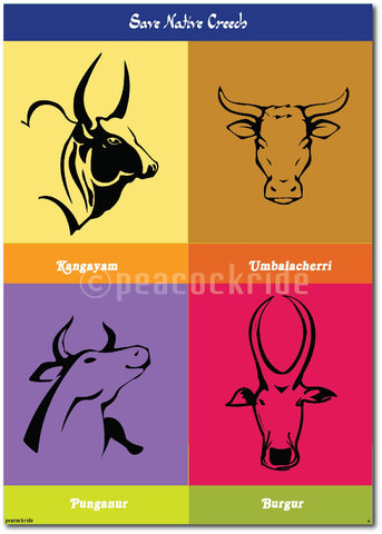 Jallikattu - Save Native Breeds Poster/Frame